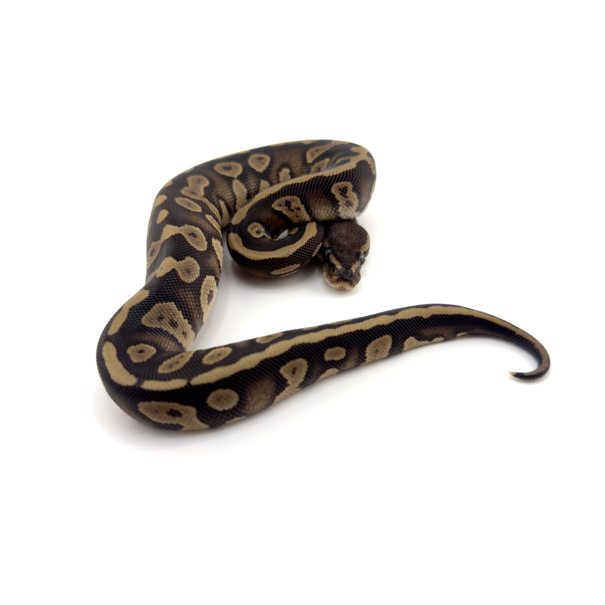 BP Het TSK Female